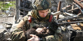 Пасхальное перемирие – новости Медиапроект s-t-o-l.com