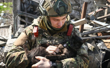 Пасхальное перемирие – новости Медиапроект s-t-o-l.com